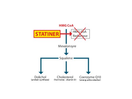 Oversigt over hvordan statiner blokerer for squalene, kolesterol og Q10.