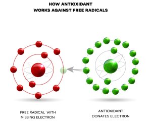 Antioxidanterne neutraliserer de frie radikaler ved at afgive en elektron, som stopper radikalernes kemiske aktivitet.