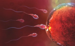 Ernährungsumstellungen und spezifische Ergänzungen können die Spermienqualität und den Testosteronspiegel verbessern