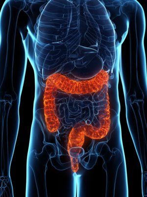 Intestinal disorders may be caused by too little vitamin D