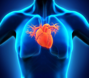Mangel på zink øger risikoen for hjertesvigt