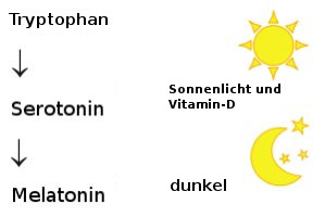 Ohne genügend Vitamin-D können wir kein Serotonin synthetisieren