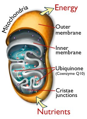 Mitochondria are the cellular powerhouses where Q10 helps convert micronutrients into ATP, which is the most important energy source of all cells