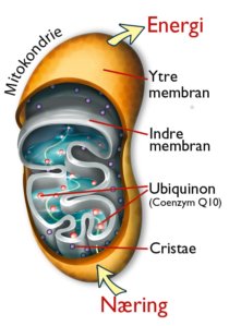 Når ubiquinol kommer inn i kroppens celler, forvandles det til ubiquinon, noe som sikrer at mitokondriene kan danne kjemisk konsentrert energi, som kalles ATP.