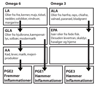 Den følgende oversigt viser meget forenklet, hvordan omega-6 fedtsyrerne og omega-3 fedtsyrerne ved hjælp af enzymer omdannes til de forskellige prostaglandiner PGE1, PGE2 og PGE3.