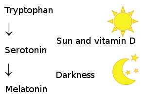  Without enough vitamin D, we are unable to synthesize serotonin