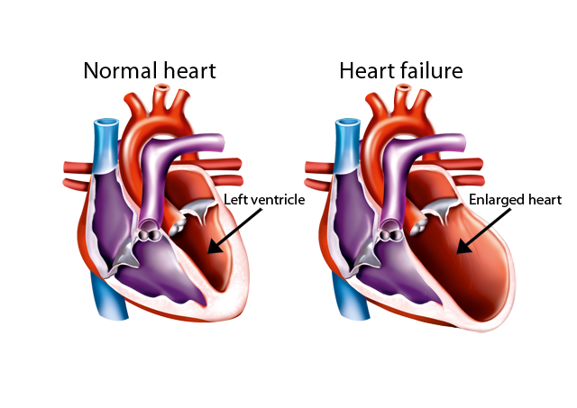  The absorption of ubiquinol and ubiquinone is the same